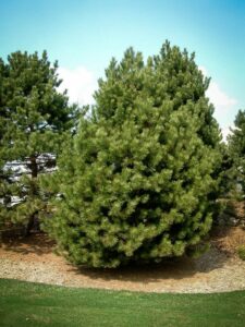 Сосна Чёрная (Pinus Nigra) купить по цене от 270.00р. в интернет-магазине «Посадика» с доставкой почтой в в Новопавловске и по всей России – [изображение №1].