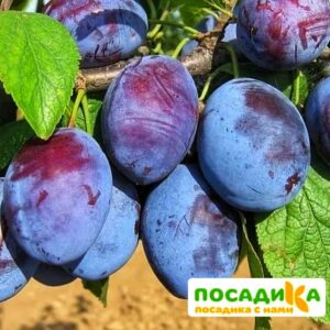 Слива Чачакская ранняя купить по цене от 229.00р. в интернет-магазине «Посадика» с доставкой почтой в в Новопавловске и по всей России – [изображение №1].