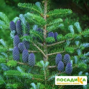 Пихта корейская (Abies koreana) купить по цене от 450.00р. в интернет-магазине «Посадика» с доставкой почтой в в Новопавловске и по всей России – [изображение №1].