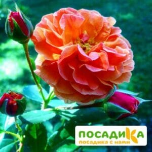 Роза Арабия купить по цене от 350.00р. в интернет-магазине «Посадика» с доставкой почтой в в Новопавловске и по всей России – [изображение №1].