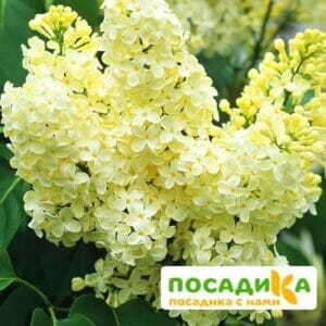 Сирень Примроуз (Primrose) купить по цене от 529.00р. в интернет-магазине «Посадика» с доставкой почтой в в Новопавловске и по всей России – [изображение №1].