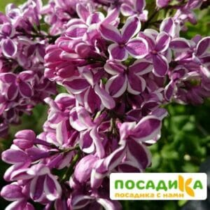 Сирень Сенсация купить по цене от 529.00р. в интернет-магазине «Посадика» с доставкой почтой в в Новопавловске и по всей России – [изображение №1].