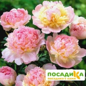 Пион Распберри Сандей (Paeonia Raspberry Sundae) купить по цене от 959р. в интернет-магазине «Посадика» с доставкой почтой в в Новопавловске и по всей России – [изображение №1].