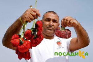 Клубника Гигант Джорнея купить по цене от 266р. в интернет-магазине «Посадика» с доставкой почтой в в Новопавловске и по всей России – [изображение №1].