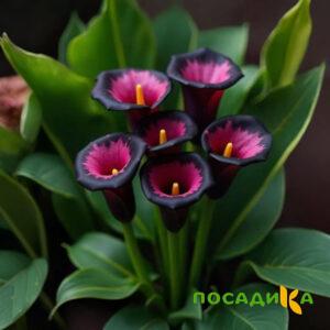 Калла Аура Лейс купить по цене от 400р. в интернет-магазине «Посадика» с доставкой почтой в в Новопавловске и по всей России – [изображение №1].