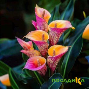 Калла Оникс купить по цене от 450р. в интернет-магазине «Посадика» с доставкой почтой в в Новопавловске и по всей России – [изображение №1].
