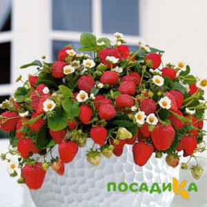 Клубника Рубиновый Шепот (горшечная) купить по цене от 240р. в интернет-магазине «Посадика» с доставкой почтой в в Новопавловске и по всей России – [изображение №1].