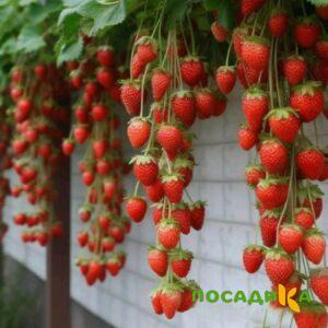 Клубника вьющаяся Комплимент купить по цене от 470р. в интернет-магазине «Посадика» с доставкой почтой в в Новопавловске и по всей России – [изображение №1].