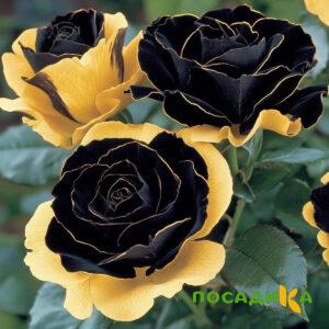 Роза Ханни Сикл купить по цене от 700р. в интернет-магазине «Посадика» с доставкой почтой в в Новопавловске и по всей России – [изображение №1].