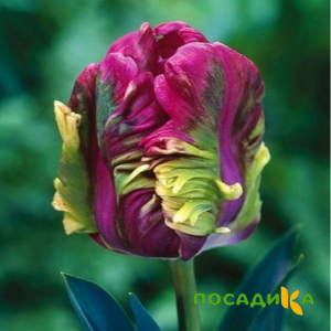 Тюльпан Экзотик Хэвен купить по цене от 186р. в интернет-магазине «Посадика» с доставкой почтой в в Новопавловске и по всей России – [изображение №1].